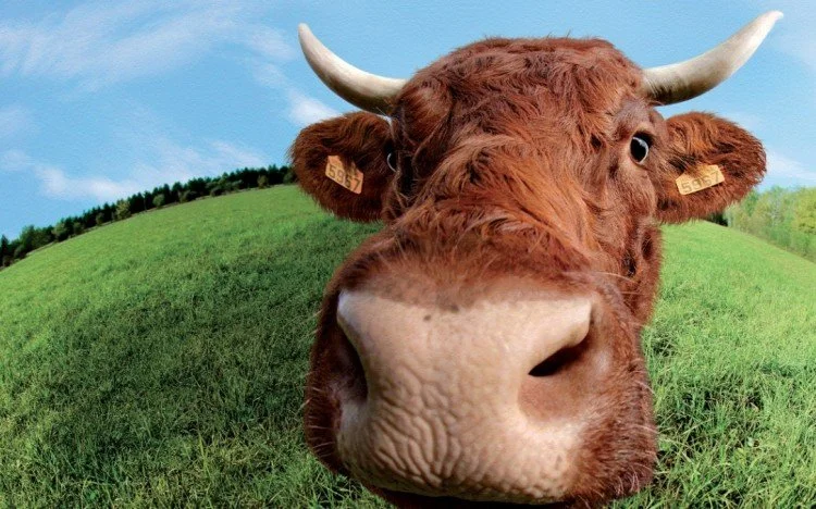 Close-up of a brown cow with large horns and a pink nose on a grassy hillside under a blue sky.