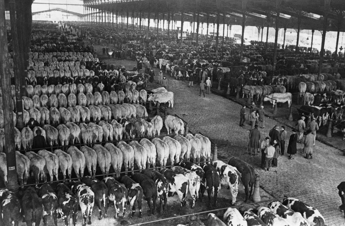Interior of a crowded cattle auction or market with rows of cows and people walking between them.