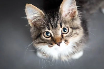 Close-up of a young tabby kitten with blue eyes looking up.