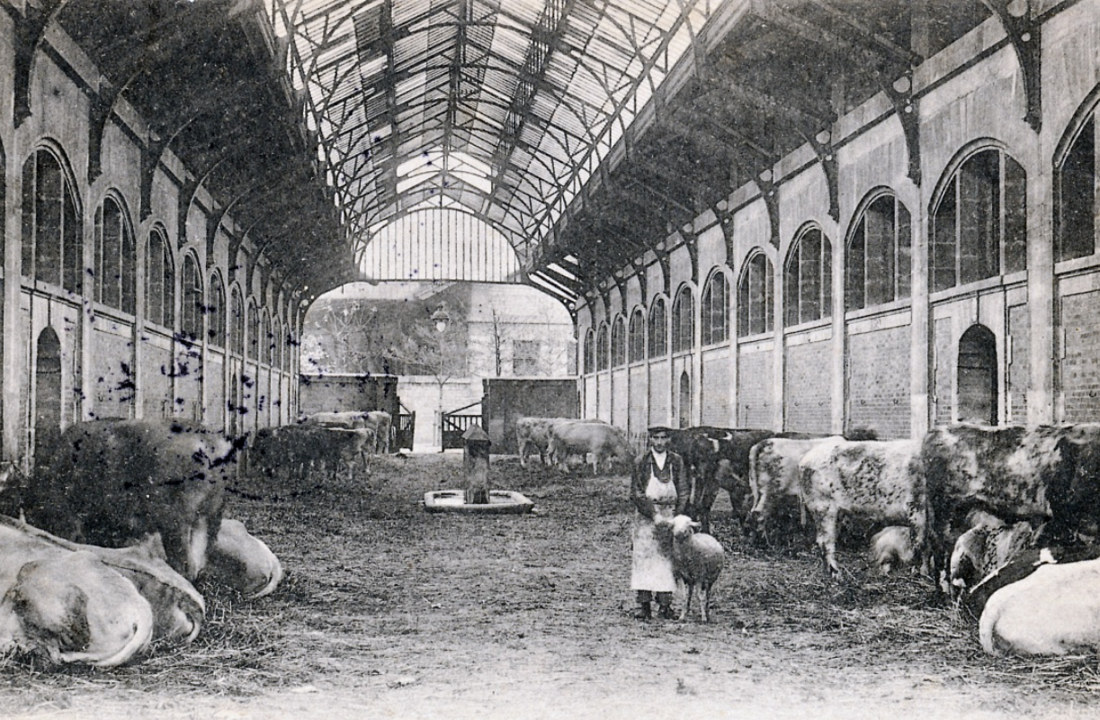 Historical black-and-white photo of a cattle barn with cows lying down and standing, a woman holding a piglet, and a man tending to the cattle inside a large, arched-roof structure.