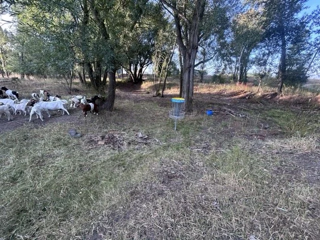 IMG_9016 Medium.jpeg