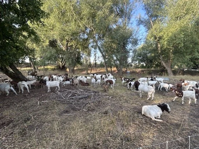 IMG_9014 Medium.jpeg