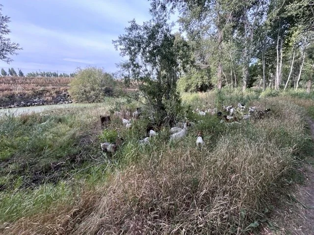 IMG_9063 Medium.jpeg