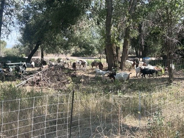 IMG_8897 Medium.jpeg