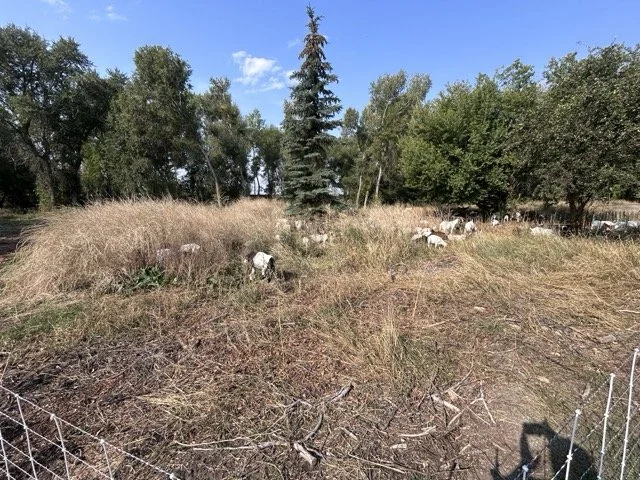 IMG_8926 Medium.jpeg