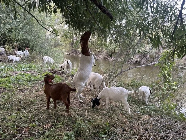 IMG_9128 Medium.jpeg