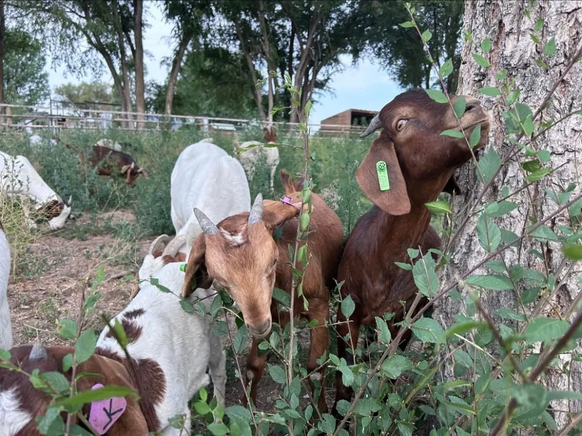 Did you know? 🤔

🐐 Goats kill 90-95% of seeds through the process of ruminating and chewing their cud.