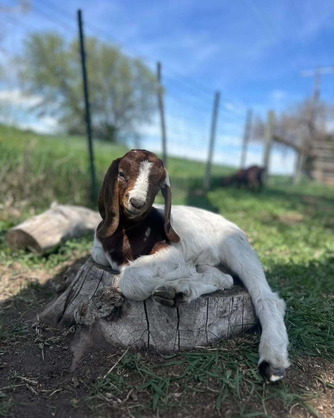 Just out here living the GOAT life 🐐☀️🌿
Because nothing says &lsquo;eco-friendly lawn care&rsquo; like a professional napper on the job!  #goats #goat #grazing #goatgrazersandsiteservices #idaho