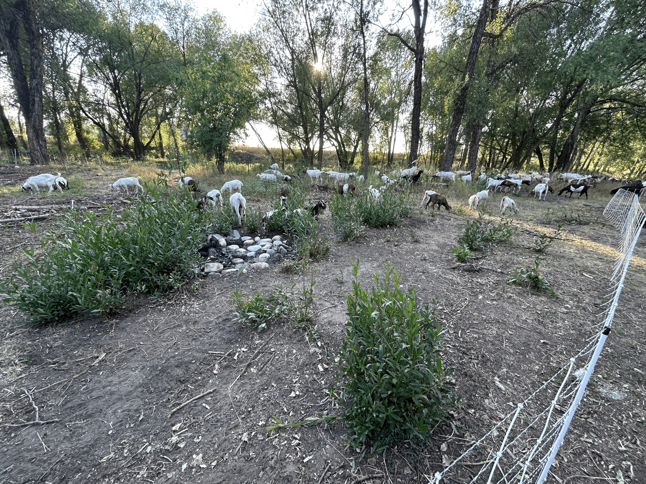 Goats at Eagle Park
