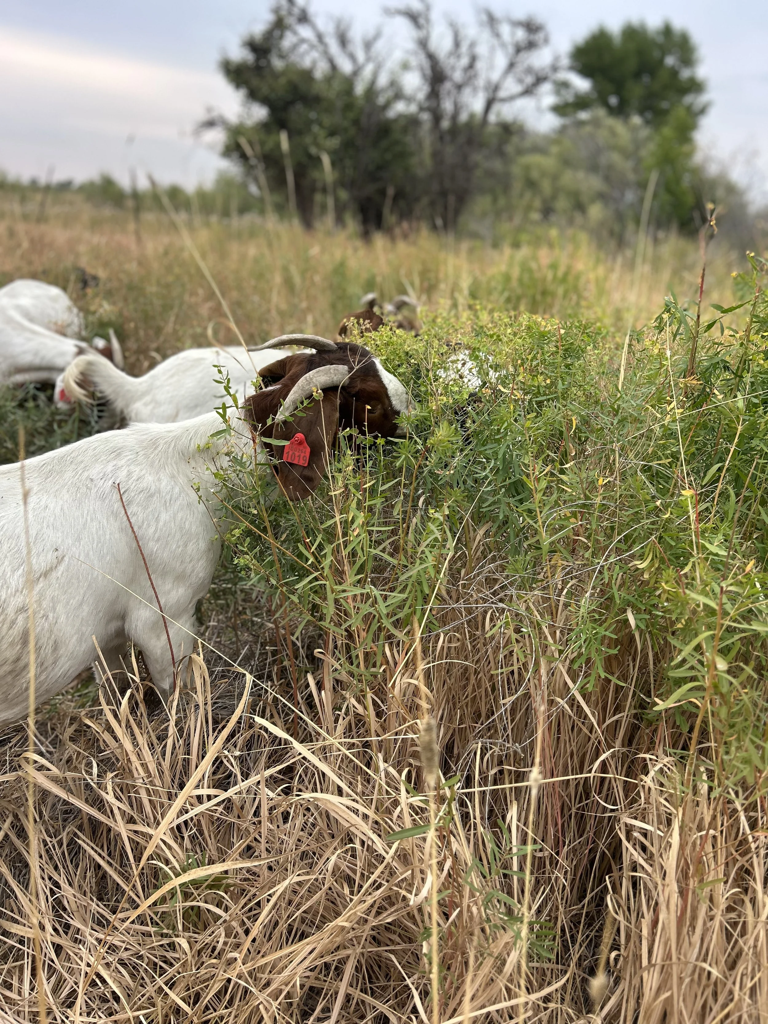 Leafy Spurge on the Rise