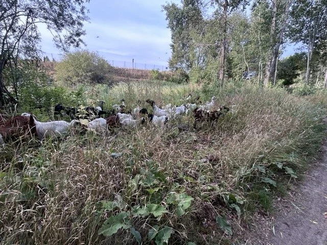 IMG_9061 Medium.jpeg