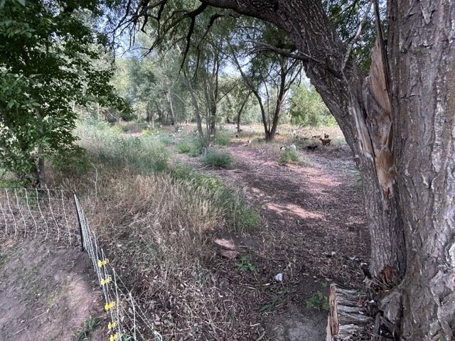 IMG_8993 Medium.jpeg