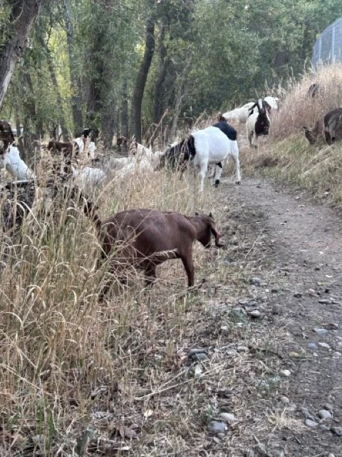 IMG_8958 Medium.jpeg