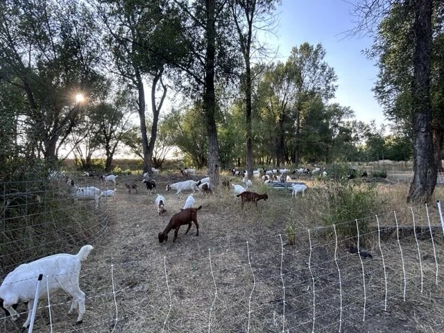 IMG_8923 Medium.jpeg