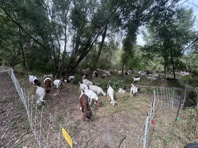 IMG_9084 Medium.jpeg