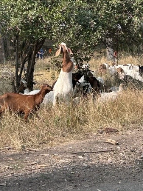 IMG_8980 Medium.jpeg