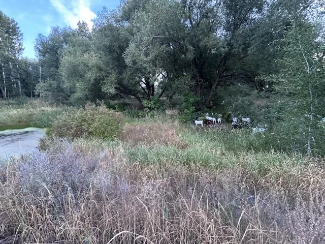 IMG_8998 Medium.jpeg