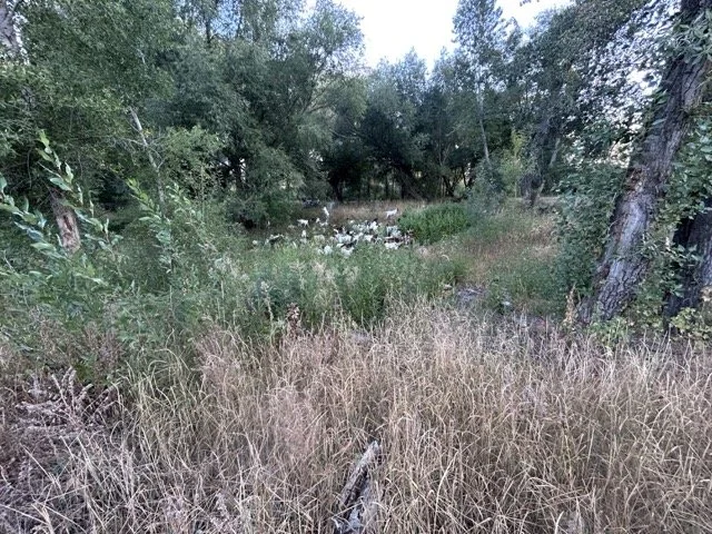 IMG_9004 Medium.jpeg