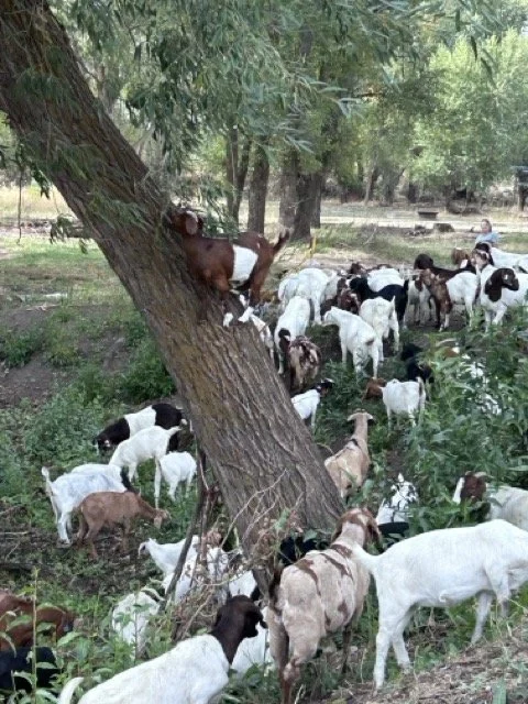 IMG_9138 Medium.jpeg