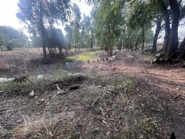 IMG_8968 Medium.jpeg