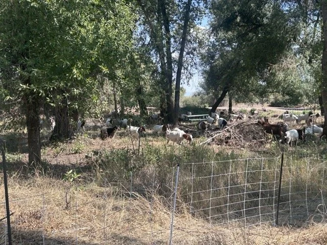 IMG_8898 Medium.jpeg