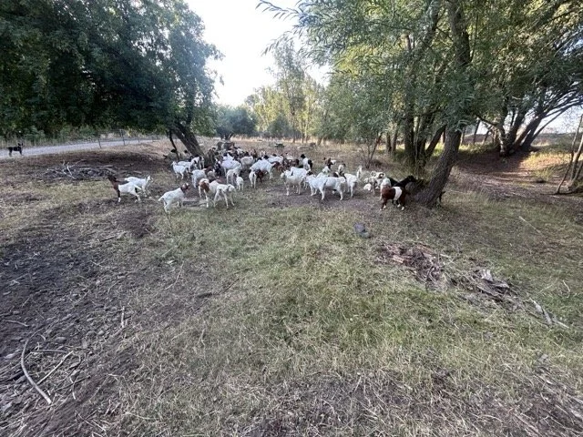 IMG_9017 Medium.jpeg