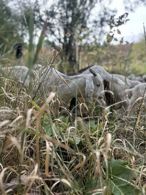 IMG_9064 Medium.jpeg