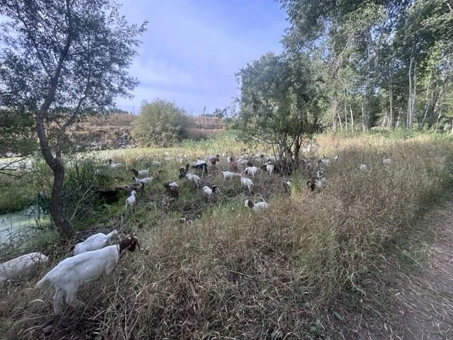 IMG_9065 Medium.jpeg