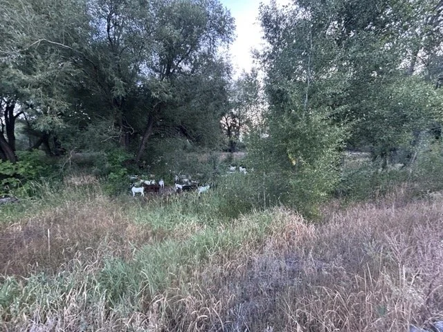 IMG_8999 Medium.jpeg