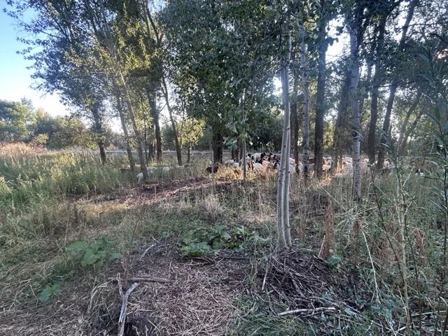 IMG_8906 Medium.jpeg