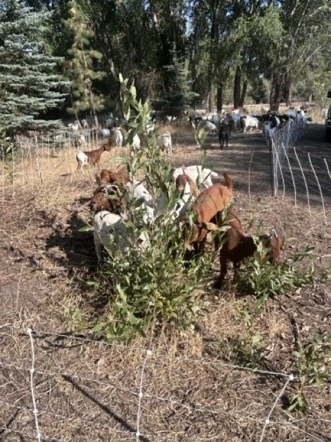 IMG_8910 Medium.jpeg