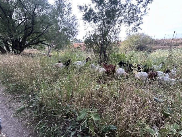 IMG_9062 Medium.jpeg