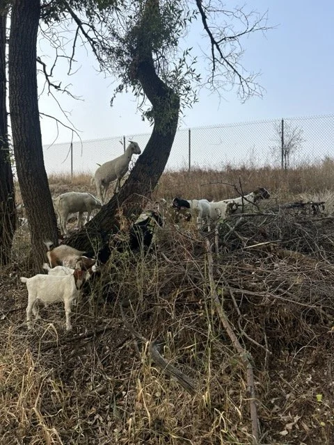 IMG_8949 Medium.jpeg