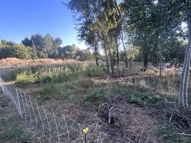 IMG_8904 Medium.jpeg