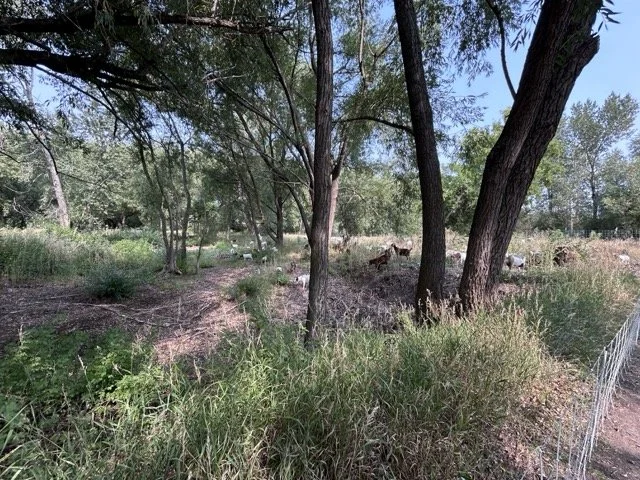 IMG_8991 Medium.jpeg