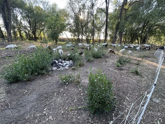 IMG_8916 Medium.jpeg