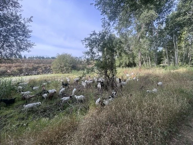 IMG_9066 Medium.jpeg