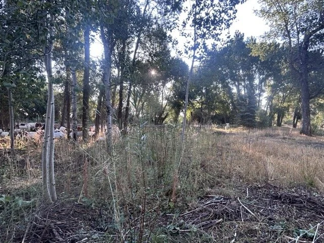 IMG_8905 Medium.jpeg