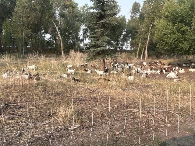 IMG_8934 Medium.jpeg