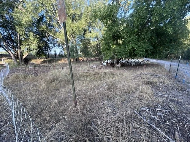 IMG_9013 Medium.jpeg