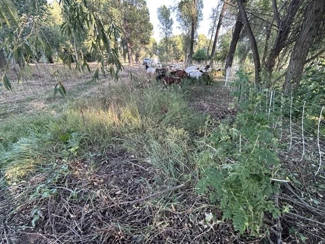 IMG_8918 Medium.jpeg