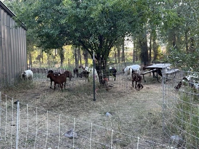 IMG_8924 Medium.jpeg