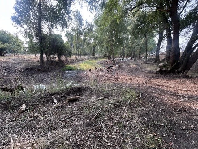 IMG_8969 Medium.jpeg