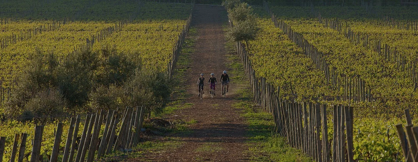 Three people riding bicycles along a dirt path through a vineyard with lush grapevines on either side.