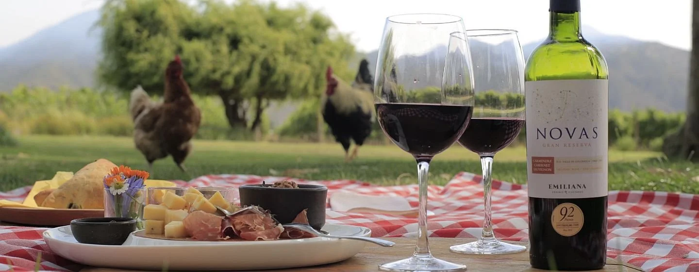 A picnic setup with wine and food on a tablecloth, chickens in the background in a rural outdoor setting.