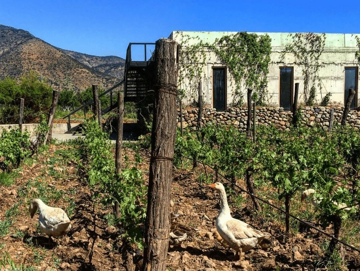 A vineyard with grapevines supported by wooden posts, a farm building with climbing plants on its wall, and a few white geese walking on the dirt ground.
