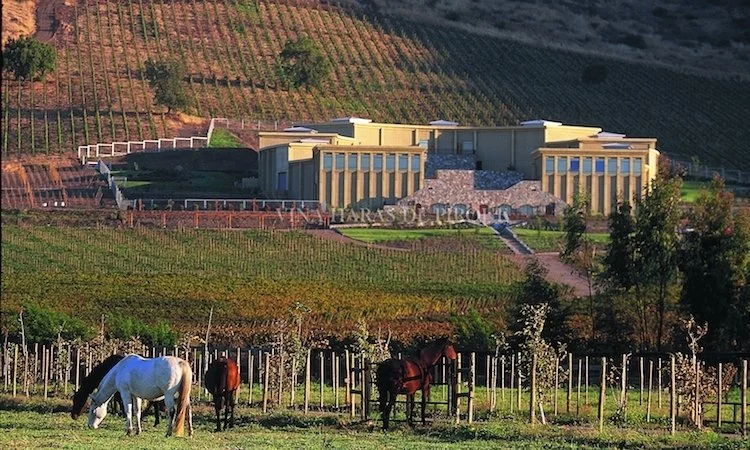 Modern building on a hillside vineyard with three horses grazing in the foreground.