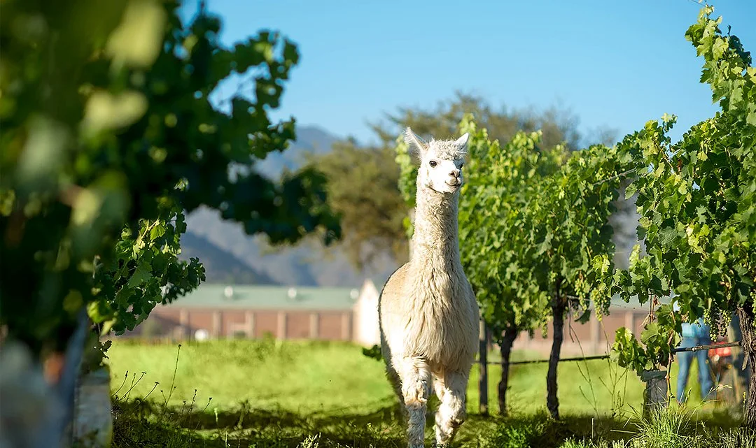 Llama standing in a lush green vineyard with a clear blue sky and mountains in the background.