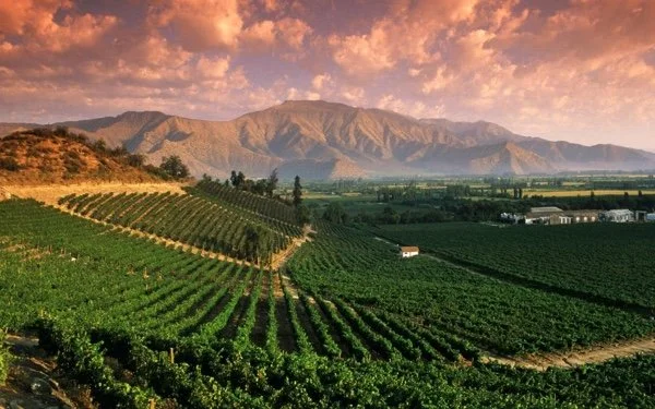 Vast vineyard landscape with rolling green grape vineyards, mountains in the background, and a colorful sunset sky.