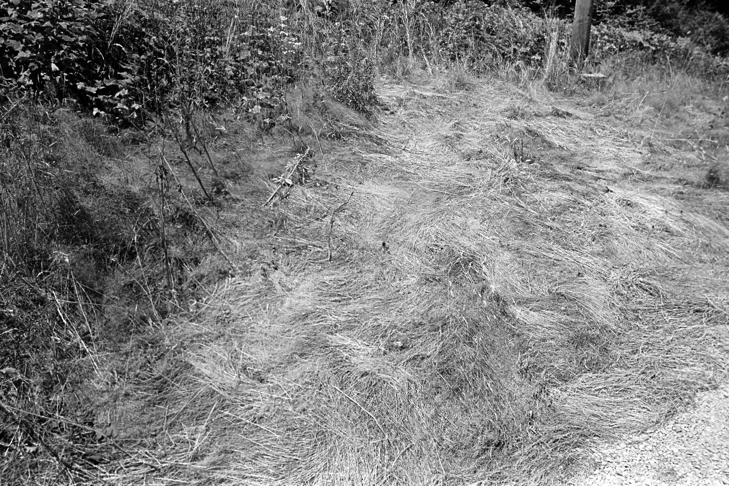 080725_TriX400-18.jpg